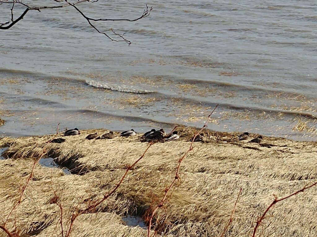 Canards au repos rivière du Loup